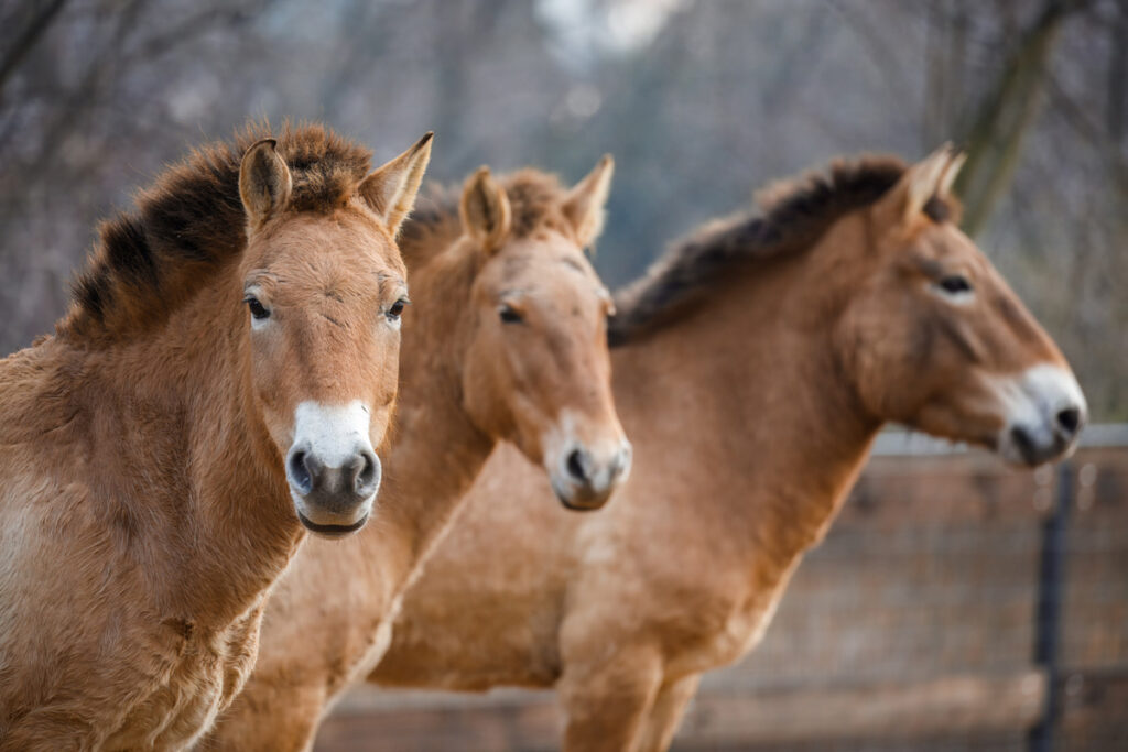 KONĚ PŘEVALSKÉHO JSOU ZPĚT V TROJSKÉ ZOO