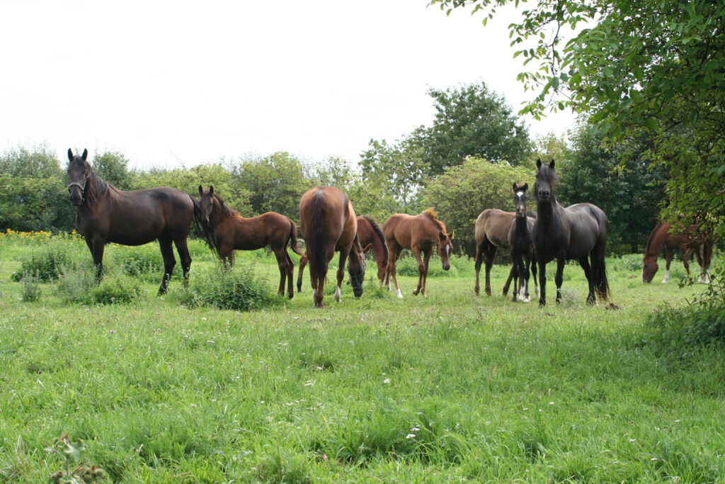 JARNÍ PŘÍRODNÍ DETOX PRO KONĚ
