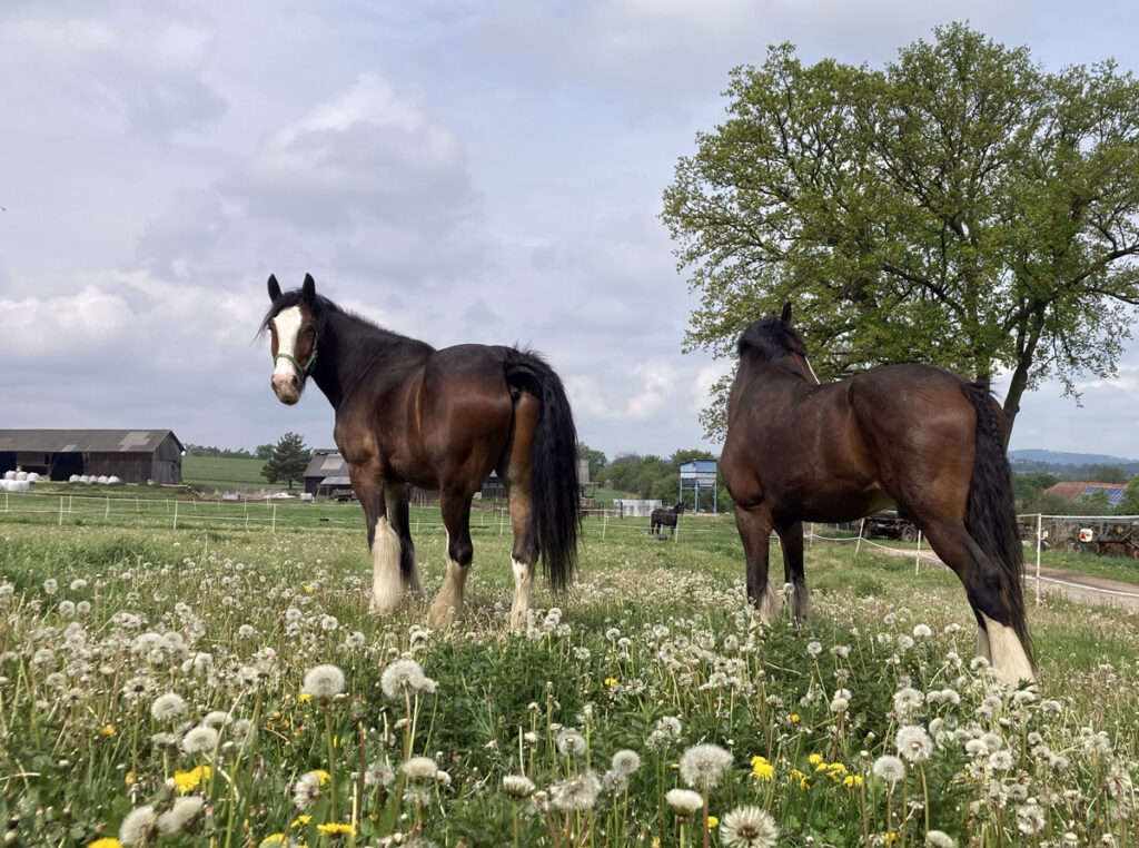 ZNÁTE KOŇSKÉ OSOBNOSTI?
