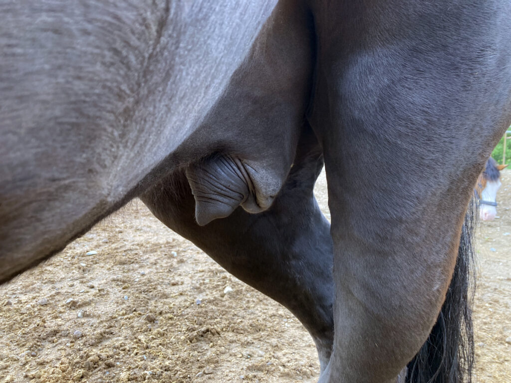 PRAVIDELNÁ KONTROLA PENISU JE POTŘEBA