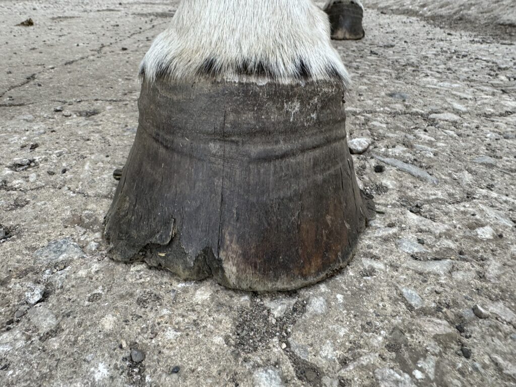 PŘÍČINY A PREVENCE PRASKLÝCH A DROLIVÝCH KOPYT