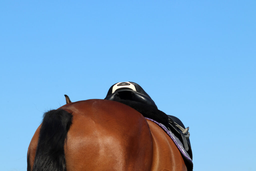 JAK PRACOVAT V HORKU A JAK CHLADIT KONĚ