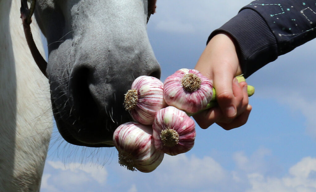 ČESNEK PRO KONĚ – PRO A PROTI