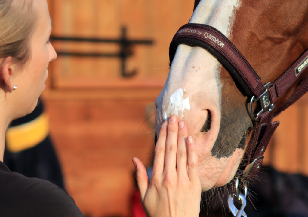 JAK PŘEDCHÁZET SPÁLENINÁM OD SLUNCE U KONÍ