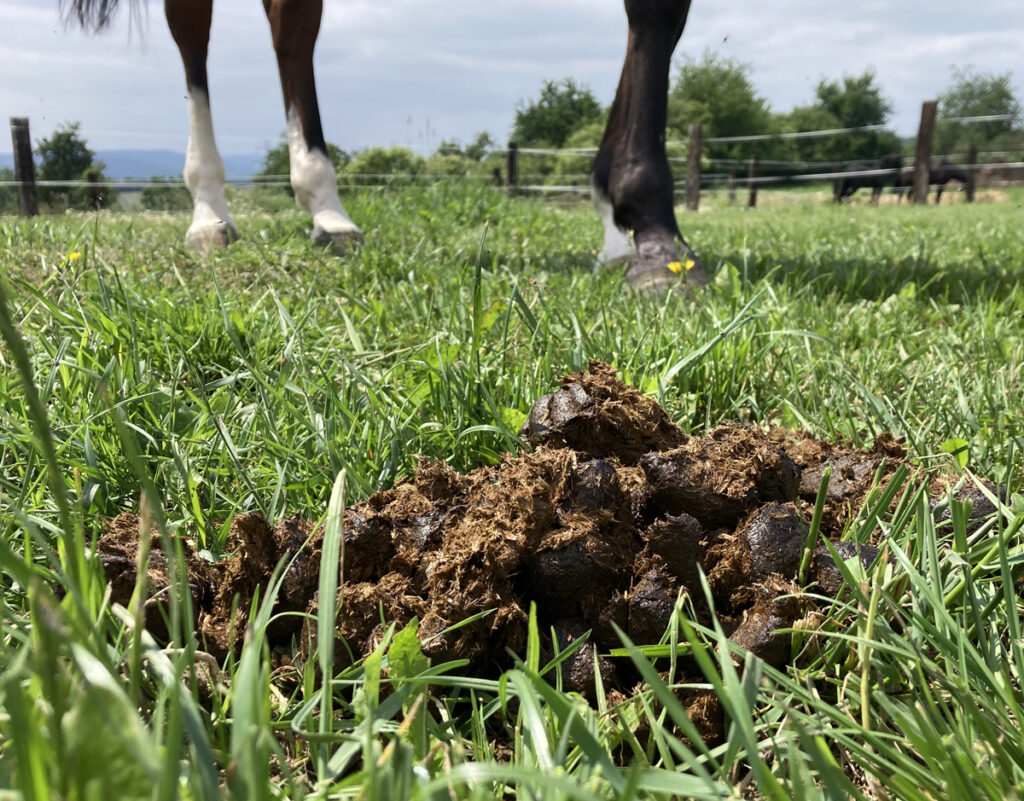 REZISTENCE VŮČI ODČERVOVACÍM PŘÍPRAVKŮM U KONÍ