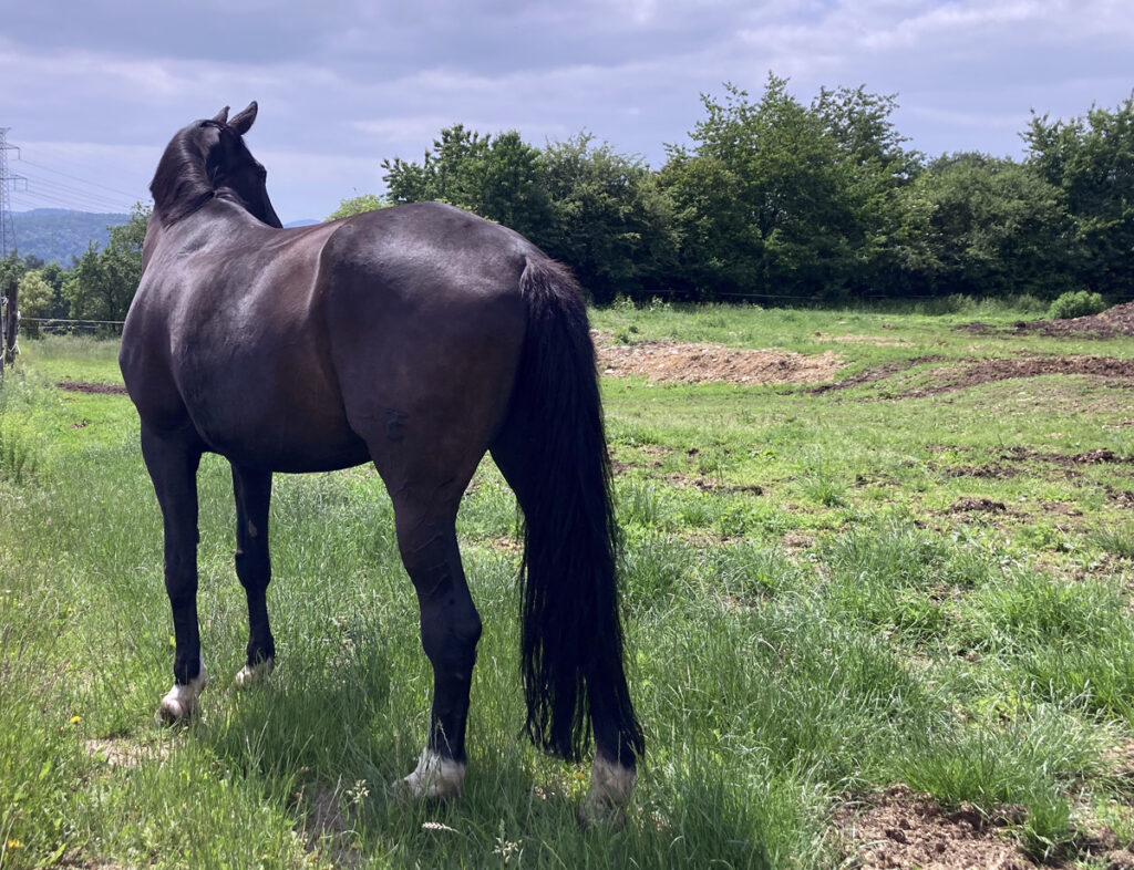 NEBEZPEČÍ STEREOTYPNÍHO CHOVÁNÍ U KONÍ