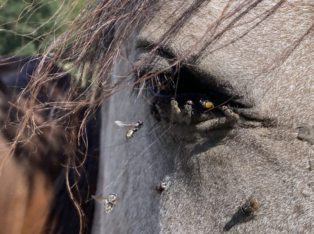 HMYZ JE TADY. MY VÍME JAK NA NĚJ!