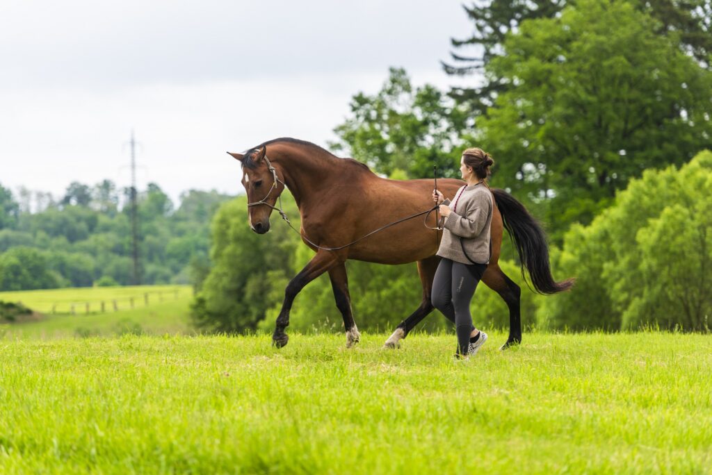 JAK SE KONĚ UČÍ V PŘÍKLADECH