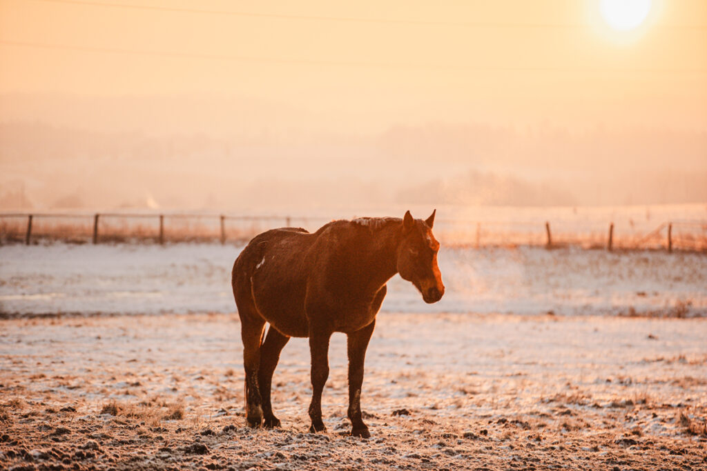 SRST KONĚ JAKO PŘIROZENÁ OCHRANA
