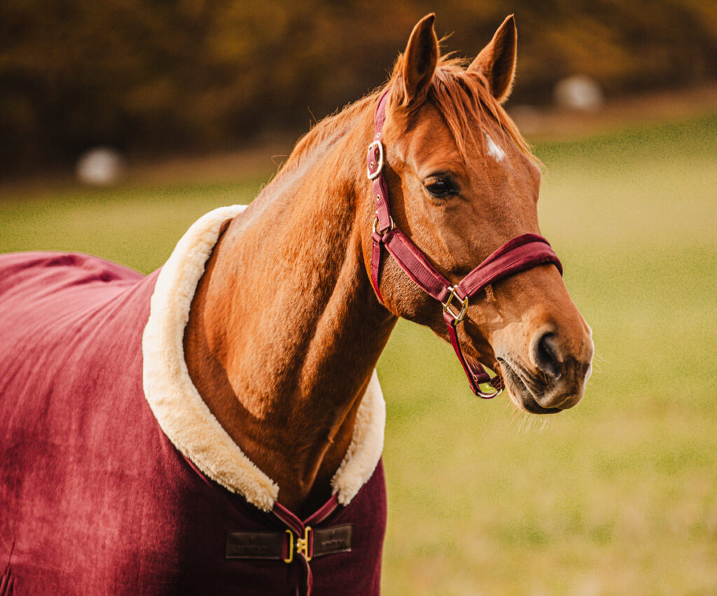 KOŇSKÝ HERPES V OTÁZKÁCH A ODPOVĚDÍCH