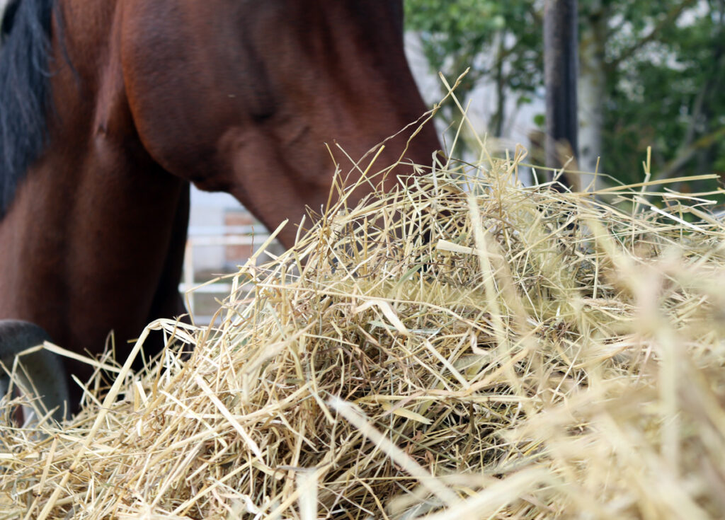 SENNÉ BŘICHO – JAK S NÍM ZATOČIT!