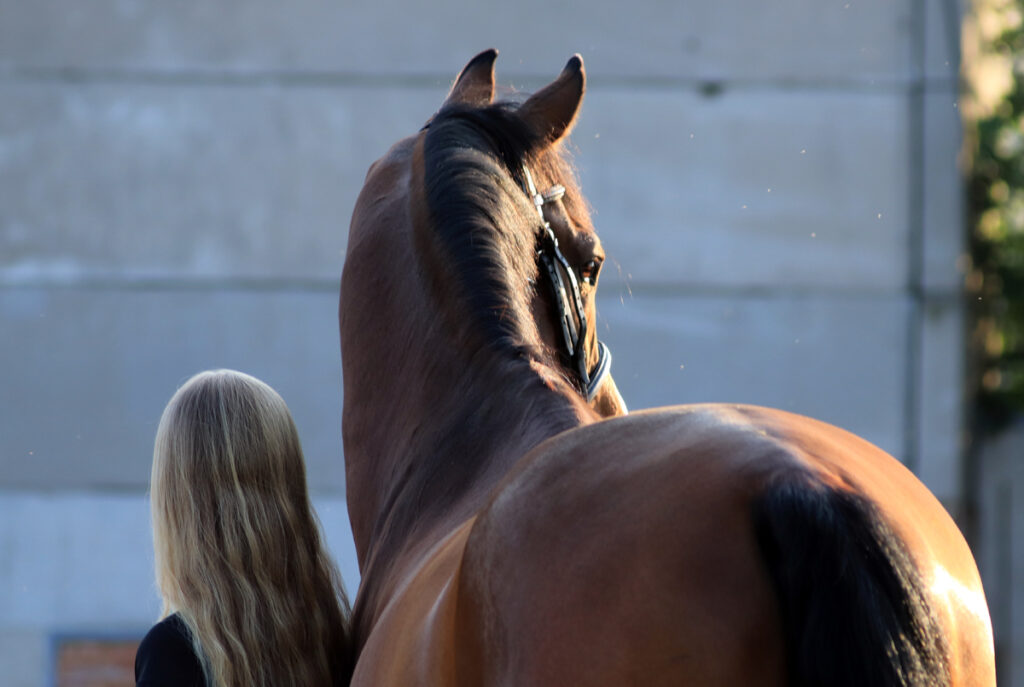 ÚZKOST Z ODLOUČENÍ OD STÁDA