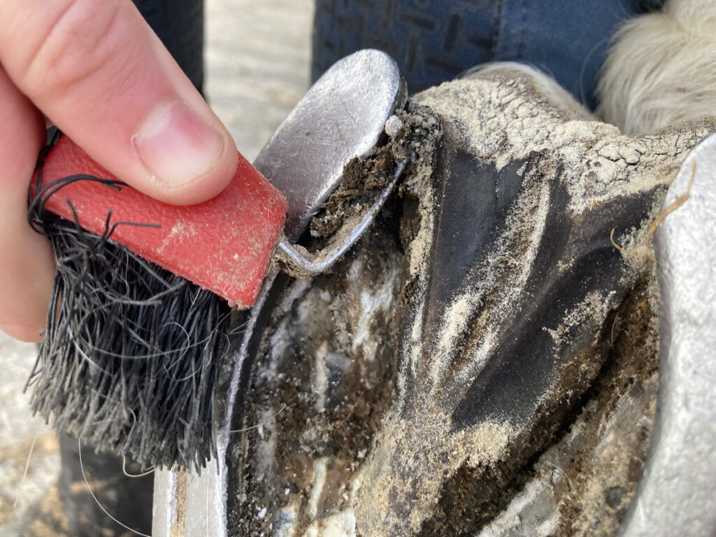 JAK PŘEDCHÁZET HNILOBĚ V KOPYTĚ