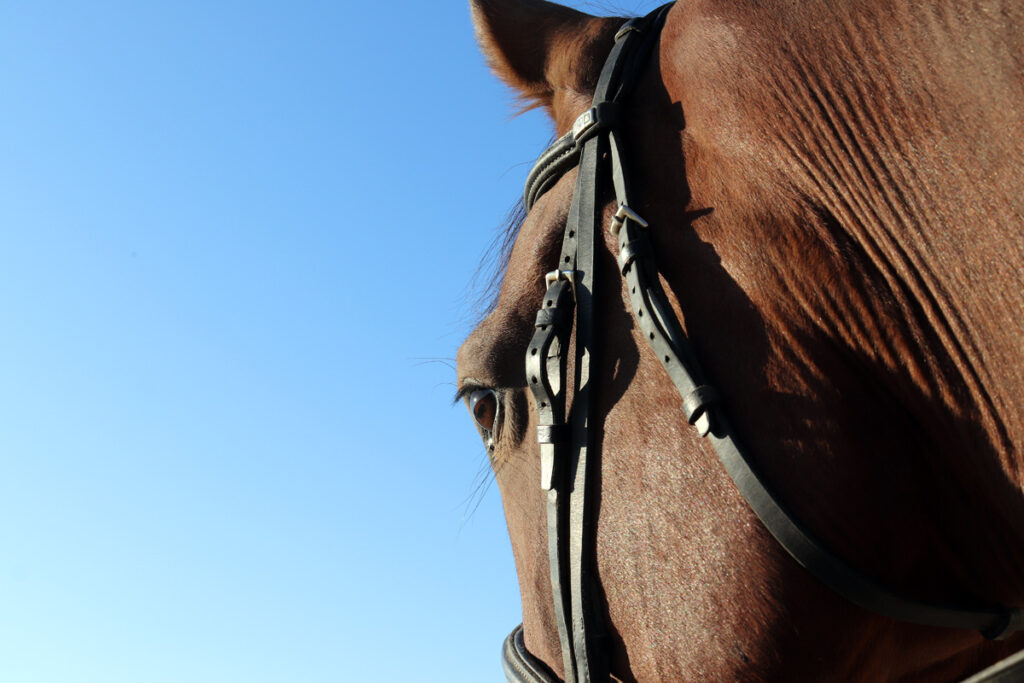ŽALUDEČNÍ VŘEDY U KONÍ – DIAGNOSTIKA A LÉČBA