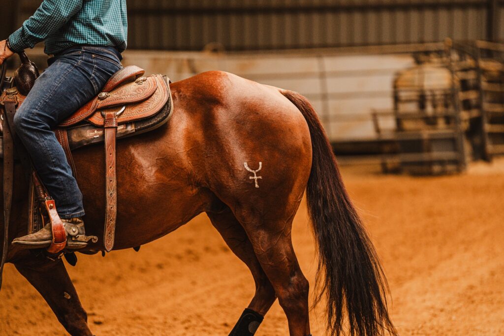 BUDOVÁNÍ SVALŮ U KONÍ PŘIROZENOU CESTOU