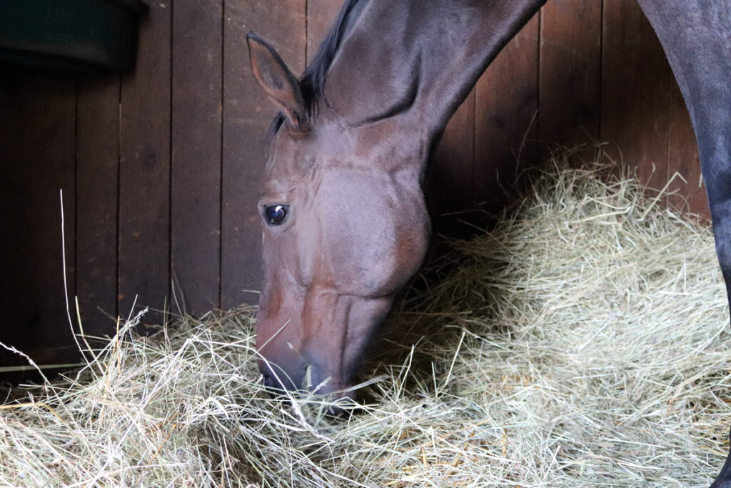 SENO VS. SENÁŽ PRO KONĚ