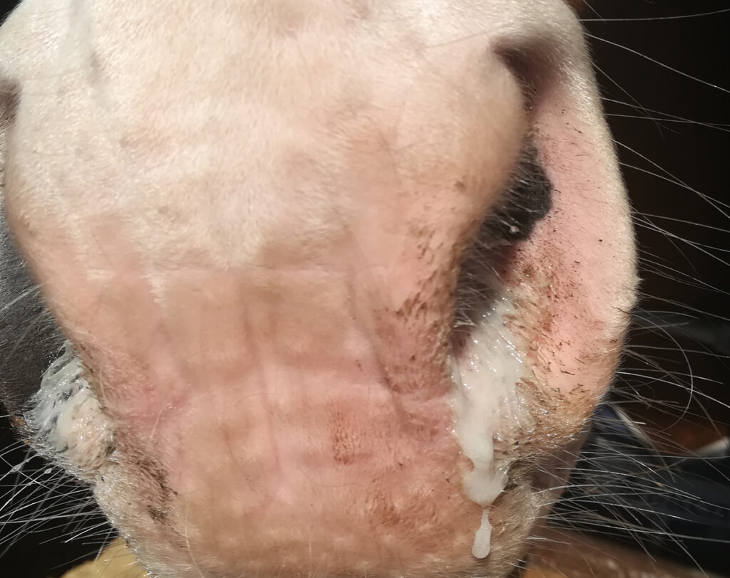 CO BYSTE MĚLI VEDĚT O KOŇSKÉM HERPESVIRU