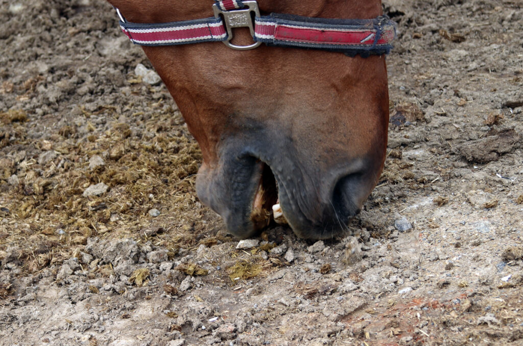 MŮJ KŮŇ UŽ ZASE ŽERE HLÍNU!