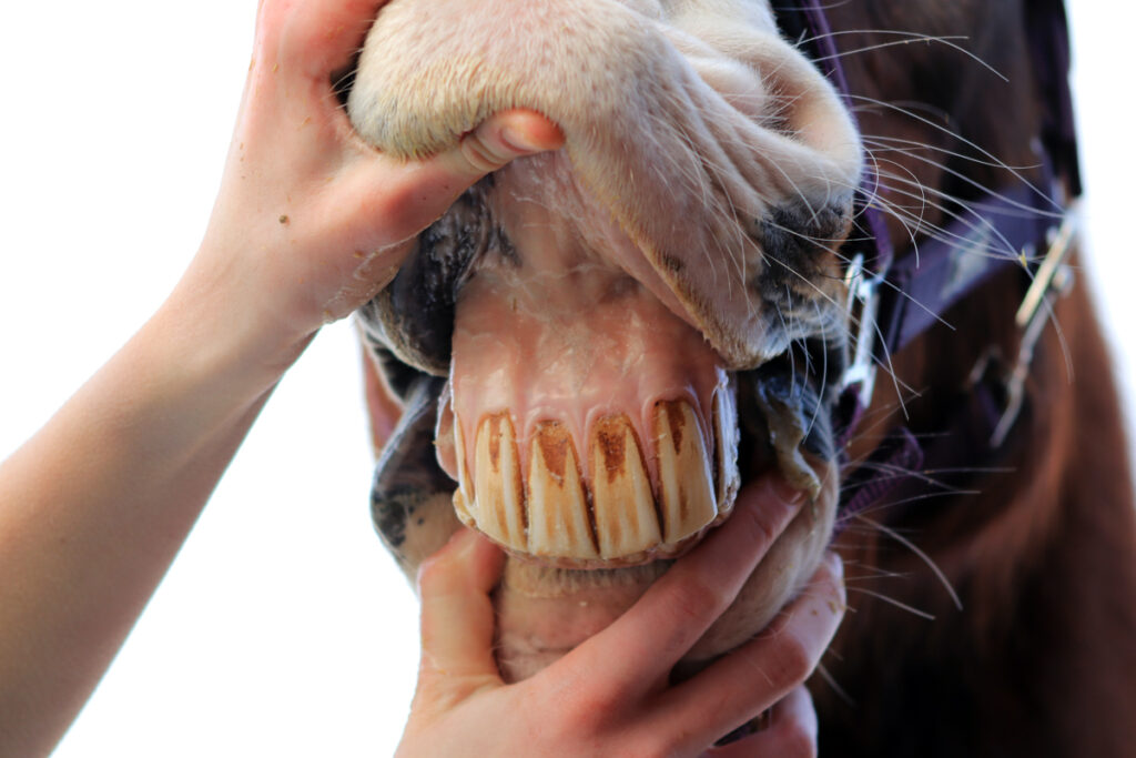 FAKTA O VLČÍCH ZUBECH U KONÍ