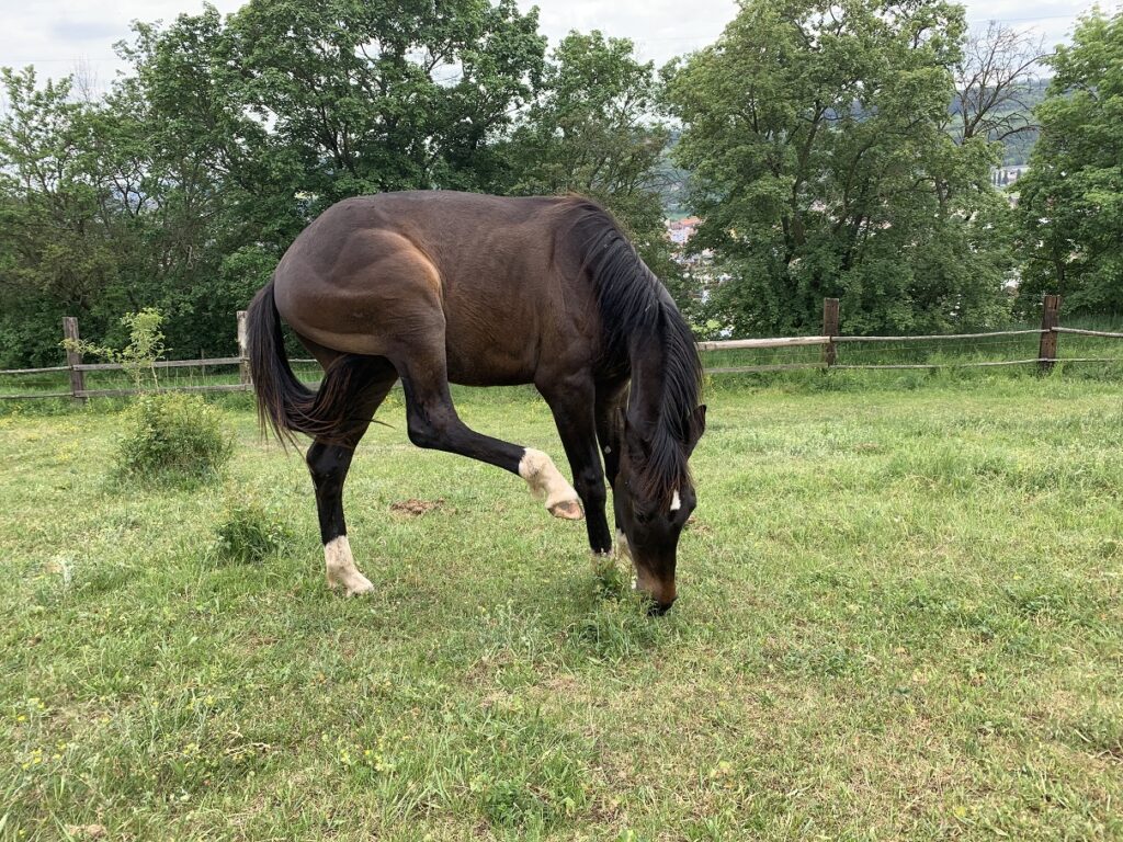 PŘEDCHÁZEJTE JARNÍM A LETNÍM PROBLÉMŮM KONÍ