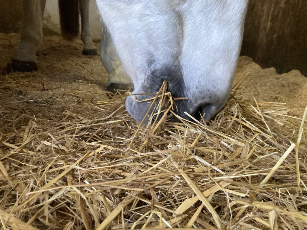 JAK KRMIT KRMNOU SLÁMU