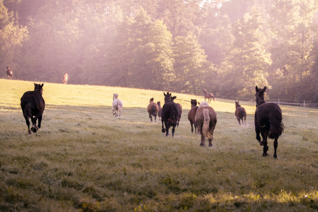 KONĚ V ČESKÉM JAZYCE UKRYTÍ