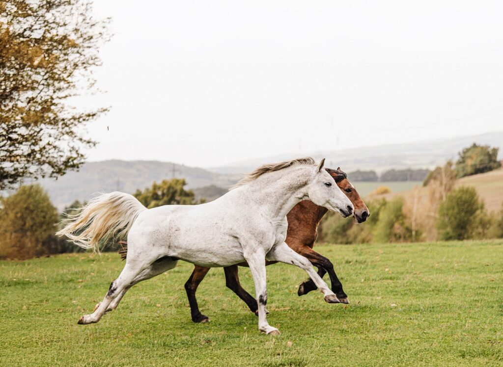 CO BYSTE MĚLI VĚDĚT O HIERARCHII VE STÁDĚ