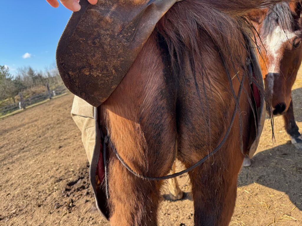 KONEČNÍKOVÁ VODA NEBOLI KOTWASSER