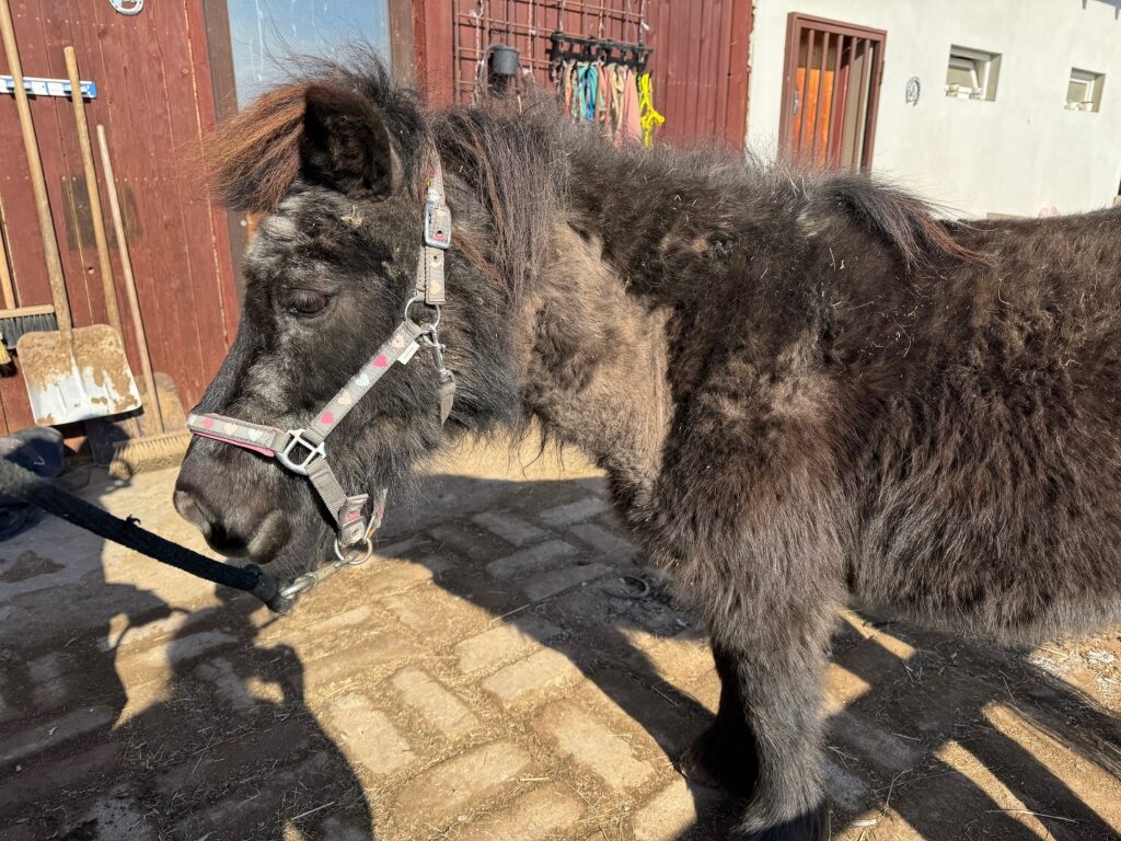 MŮJ KŮŇ MÁ VYRÁŽKU