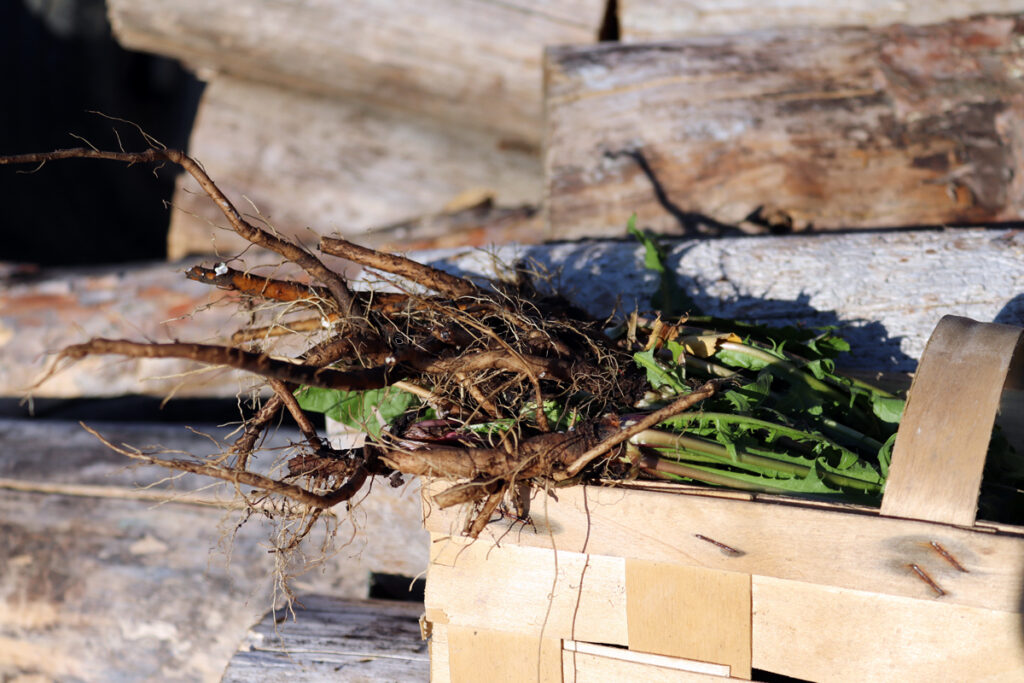 BYLINKY PRO ZDRAVÍ LYMFATICKÉHO SYSTÉMU