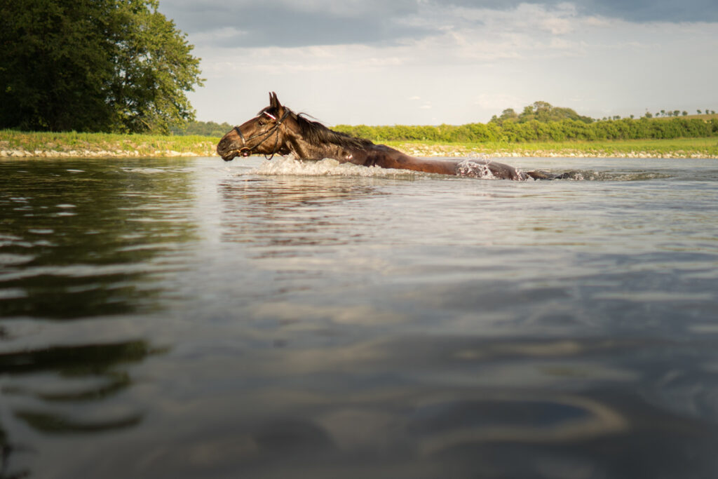 PLAVENÍ KONÍ – VODA JAKO ZRCADLO DŮVĚRY