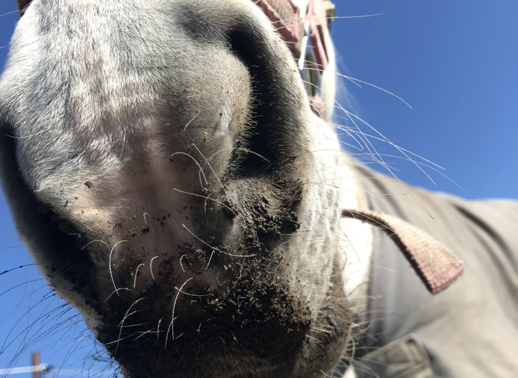 TAJEMSTVÍ KOŇSKÉHO INSTINKTU