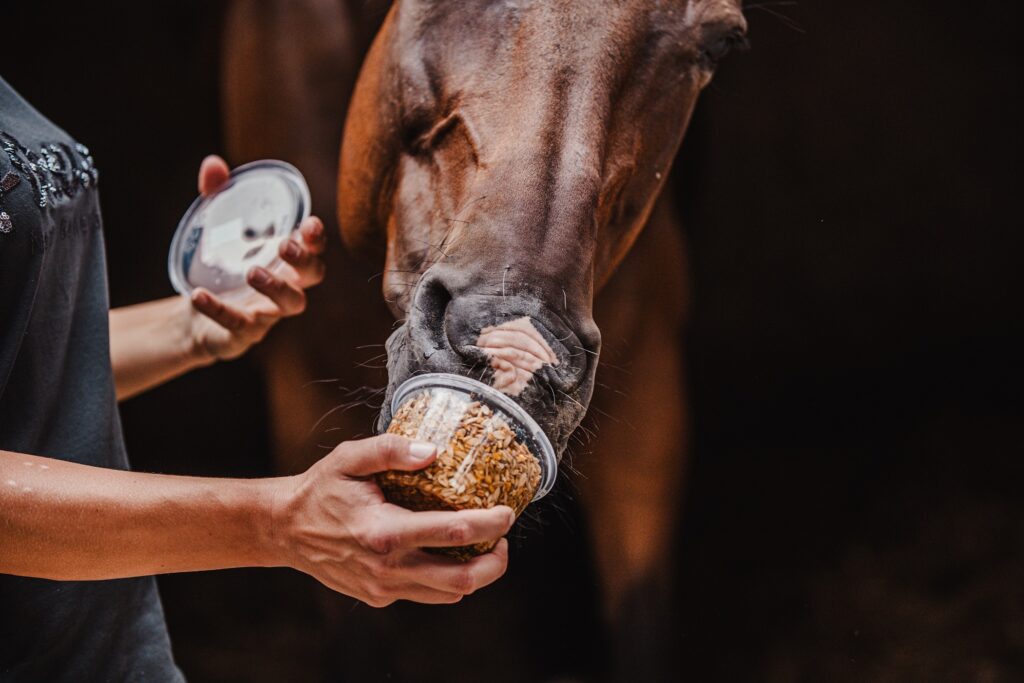 I KONĚ MOHOU MÍT LÍZÁTKA