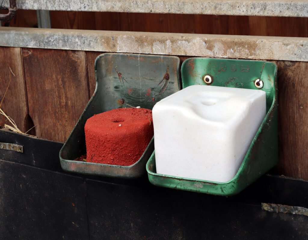 SŮL PRO KONĚ: JAK JI PODÁVAT A KTEROU VYBRAT