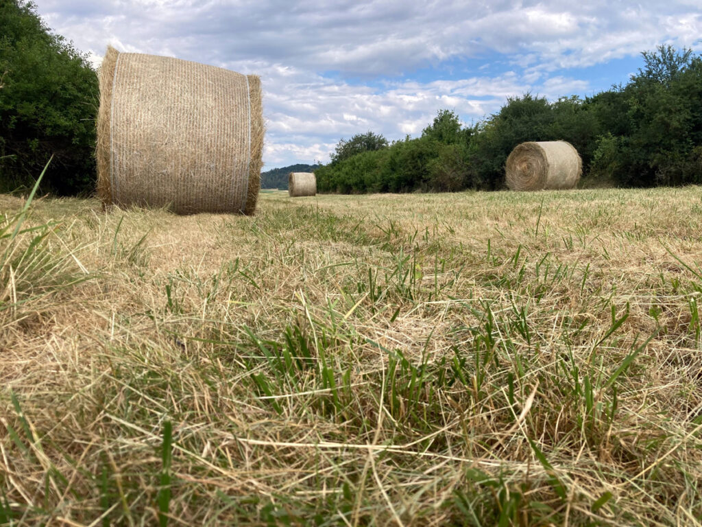 CO OVLIVŇUJE KVALITU SENA