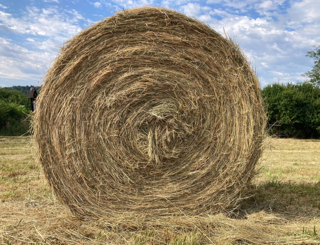 KRMÍTE SENO, NEBO OTAVU?