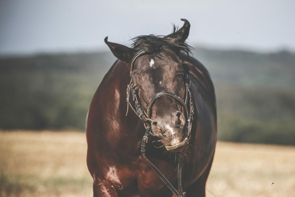 MŮJ KŮŇ MÁ HEADSHAKING