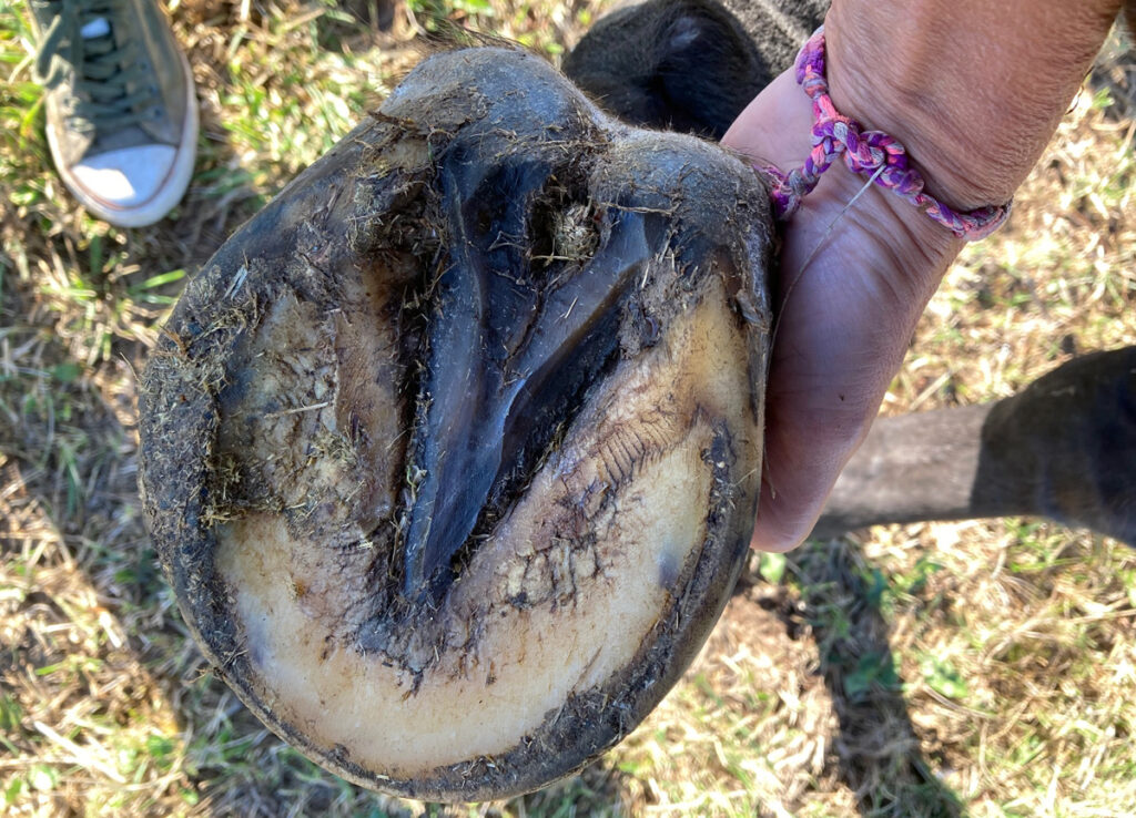 NABOSO – O KONÍCH BEZ PODKOV