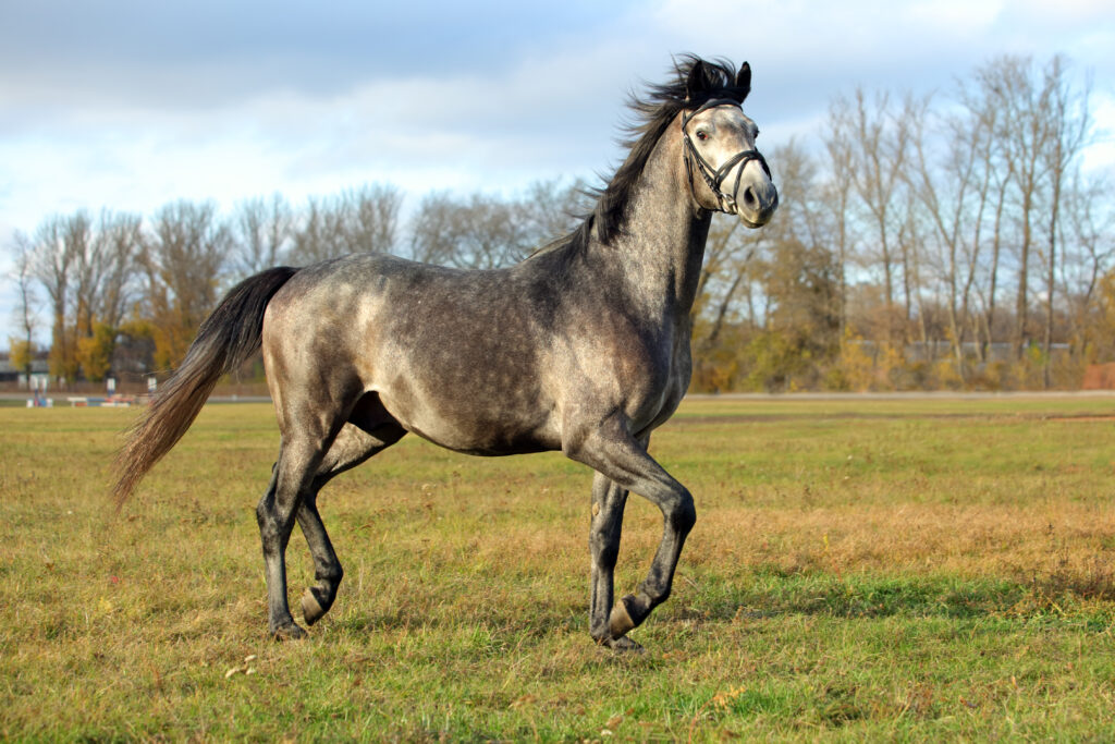 bílý kůň běžící po louce