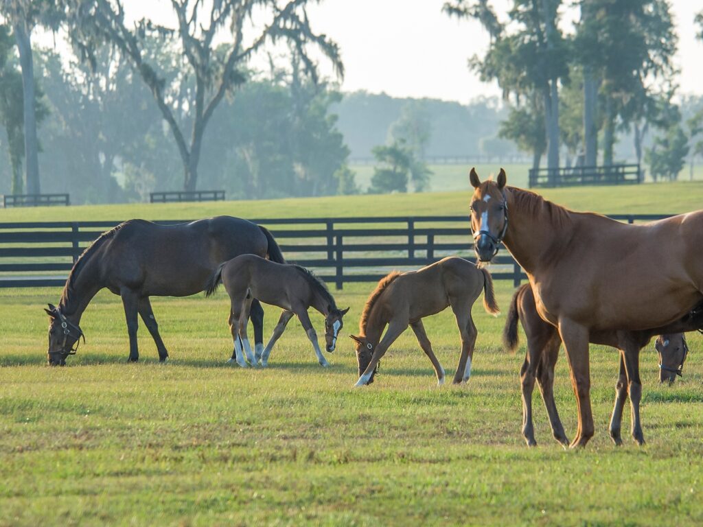 stádo klisen s hříbaty