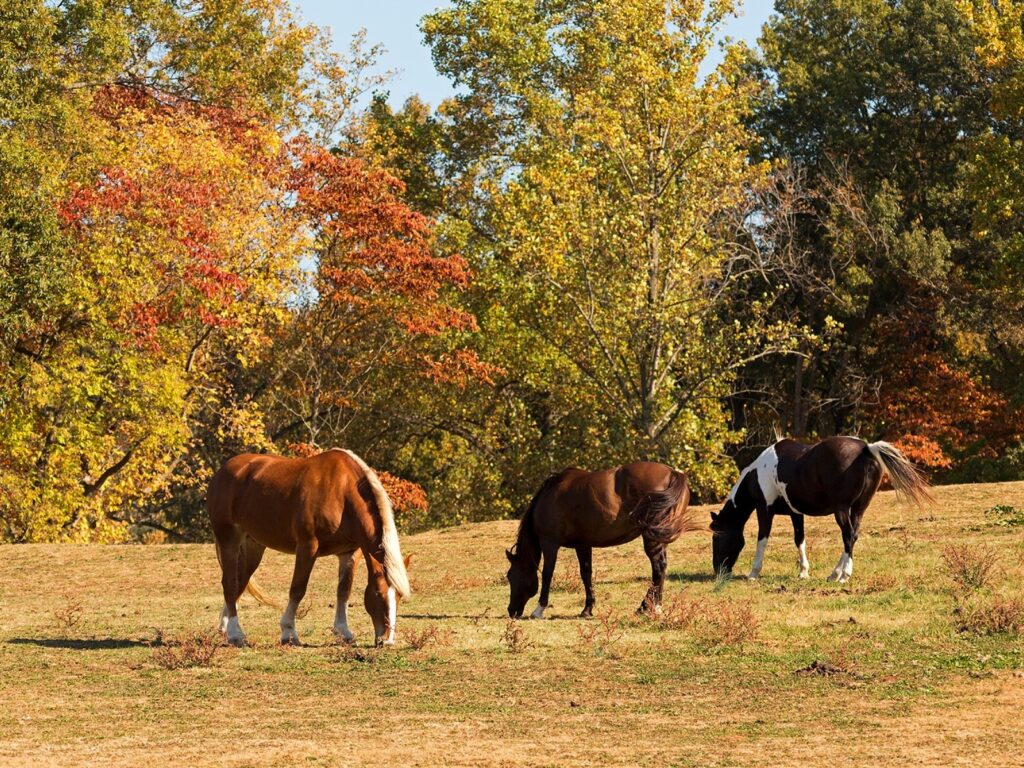 NEVIDITELNÁ RIZIKA PODZIMNÍ PASTVY koně na podzimní pastvě