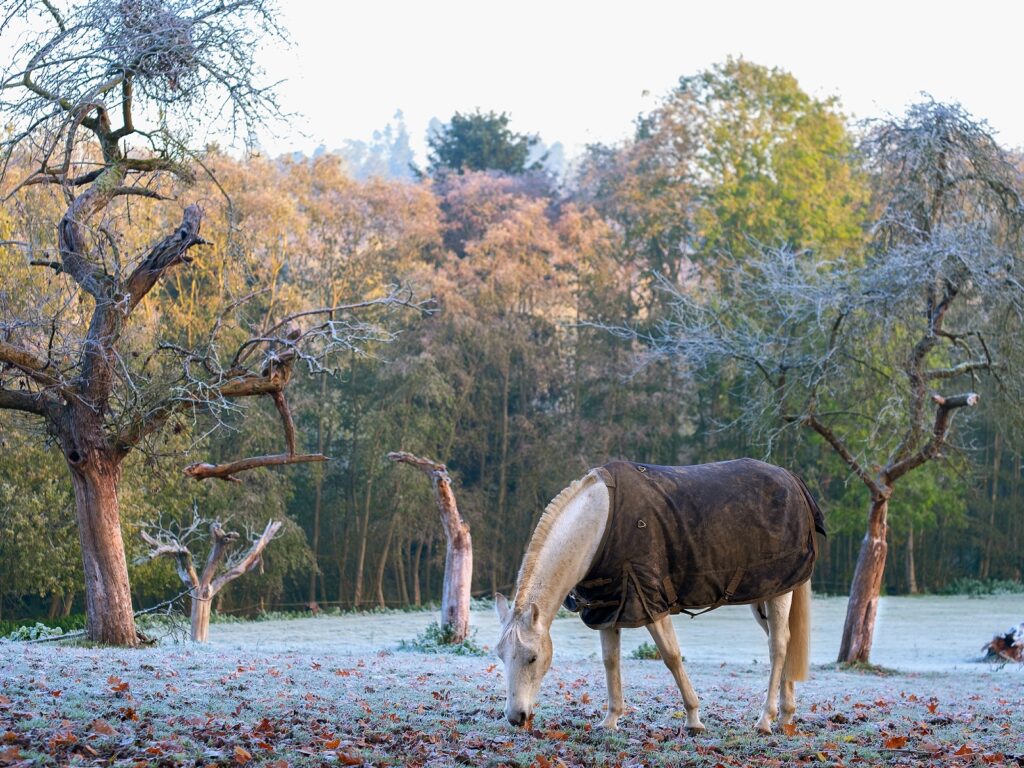 JE ZMRZLÁ TRÁVA RIZIKOVÁ?