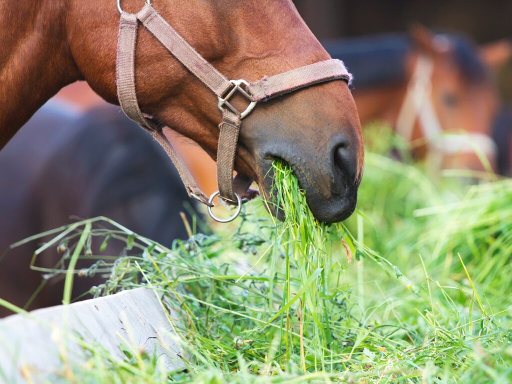 CO JSTE MOŽNÁ NEVĚDĚLI O KOŇSKÉM TRÁVENÍ