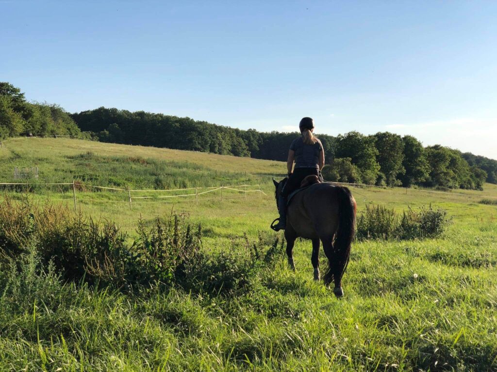 KLOUBY BEZ BOLESTI: PRAKTICKÝ PRŮVODCE PÉČÍ O KONĚ